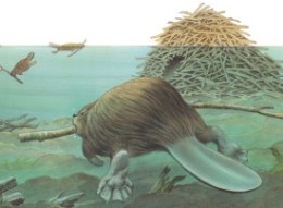 Вход в бобровую хатку